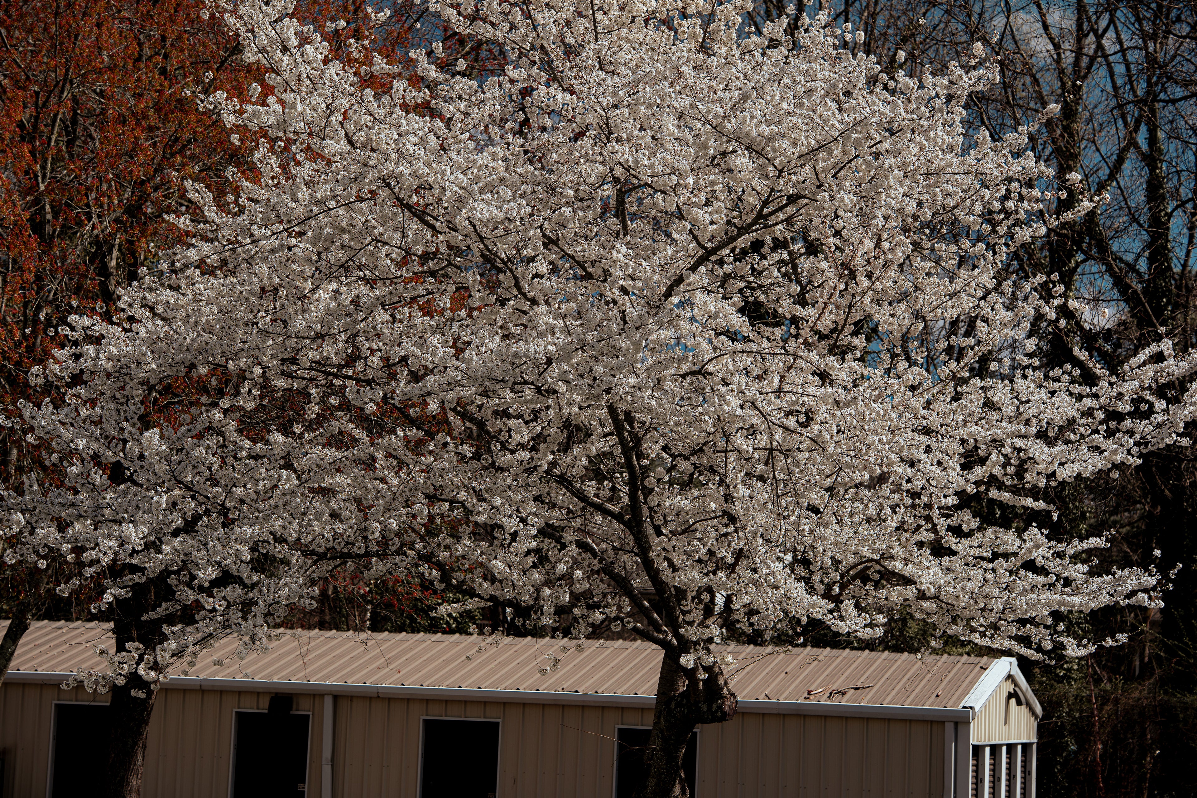Fall Cinematic Blossom
